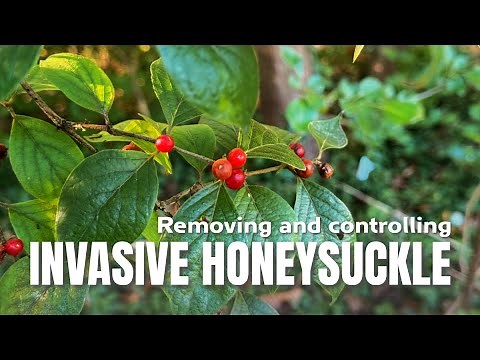 How to remove honeysuckle for good | Controlling Invasive Plants