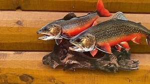 Brook Trout Replica Duo Wall Art -19 Inch Realistic 2D (flat) Metal Brook Trout Display - Etsy