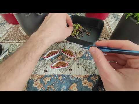 Comment installer des plantes dans son nid de fourmis ? (Module Alveo nano flora)