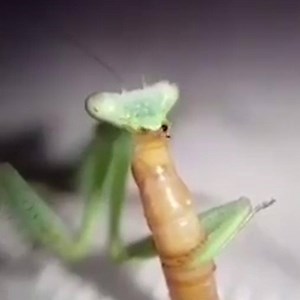 239K views · 38 reactions | Sara Gee is an insect enthusiast who keeps a lot of bugs as pets聯 For more from the world of wildlife, check out ITK: https://bit.ly/33MdjvV | In The Know | Facebook