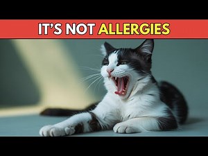 Why Your Cat Keeps Sneezing (It's Not Just Allergies)