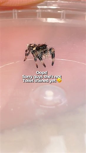 Even spiders poop? 💩🤣 #jumpingspider
