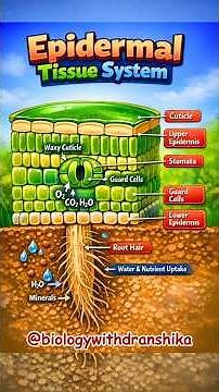 Epidermal Tissue System: The plant’s first line of defense.🌿 #epidermis #plantanatomy #planttissues