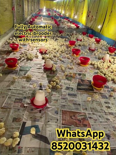 Electric Brooders with Fully Automatic with Autocut Sensors #chicks #electricbrooder