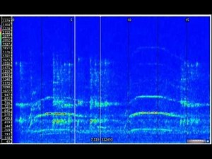 The Ohio Howl - Recorded by Matt Moneymaker in 1994 - OhioHowl.mpeg