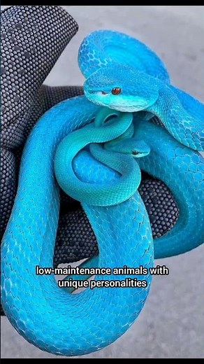 Keeping Snakes As Pets