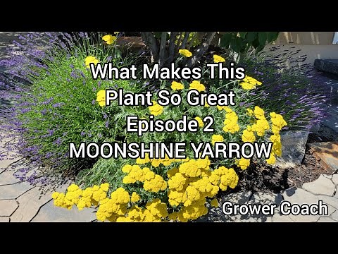 What Makes This Plant So Great? Episode 2 - Moonshine Yarrow!