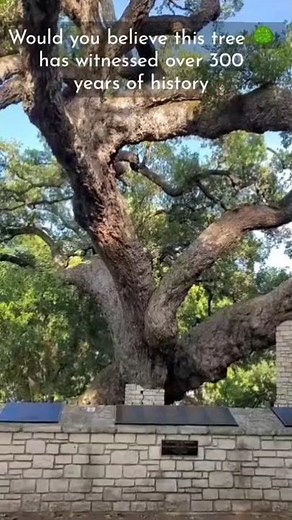 300-Year-Old Founders Oak Still Standing Strong! #shorts #treelovers #oaktree