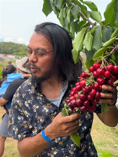 Cherry Picking at Blue Hills Cherry Farm in Melbourne