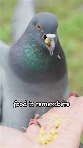Pigeons Remember Your Face 😳 Even After Years #shorts #animals