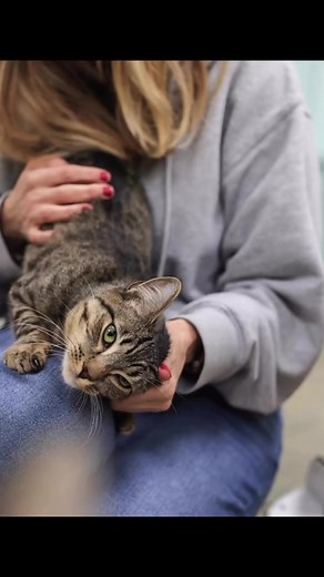 This is Casey, handsome kitten from the same litter as Sugar, both part of a group of kittens rescued during a TNR project last year. Casey seems to be doing really with his socializing and he is also ready for adoption. All the more reason to fill out our adoption questionnaire: https://www.shelterluv.com/matchme/adopt/KRLA/Cat and then visit Casey (Sugar and siblings too) at our Atwater Village sanctuary. They would love to meet you! #casey #rescuekittens #kittenadoption #catadoption #browntab