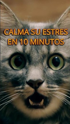 HOW TO RELAX A STRESSED CAT IN 10 MINUTES?