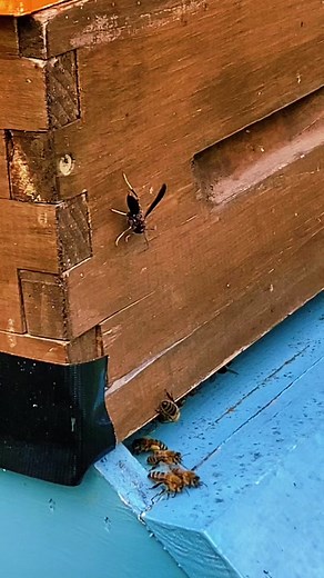 Wasp Attempting to Invade a Beehive