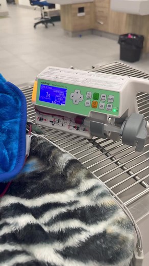 🐱❤️ Did you know cats can need blood transfusions too? From trauma to severe anemia, a timely transfusion can literally be the difference between life and death. It’s one of those behind-the-scenes moments in vet med that most people never get to see — but it’s truly life-saving. ✨ Luckily, at my work we have an amazing feline blood donor program so when emergencies strike, we’re ready. Our brave donor kitties are the real heroes! 🩸🐾 #Vet #FelineMedicine #VetMed #FBLifestyle | Emergency Vet J