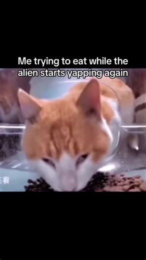 I swear i have to hear this audio everytime i open the app #cat #aliencat #area51 #alien #fyp #hungry