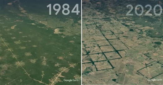Google Earth’s Timelapse Video Shows How Some Forests in The World Have Transformed in 36 Years