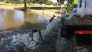 2.4K views · 51 reactions | Neighborhood Fishing catfish are here! Watch these go into Central Park in College Station! Find the closets Neighborhood Fishing program lake to you at:https://tpwd.texas.gov/fishboat/fish/management/stocking/neighborhood-fishin.phtml | Inland Fisheries College Station-Houston District-Texas Parks and Wildlife | Facebook