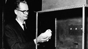 The WW2 experiment to make pigeon-guided missiles - BBC Reel