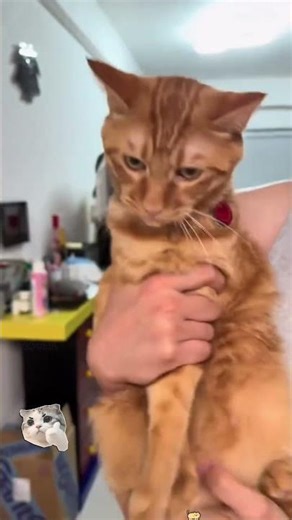 Funniest Animal Fails EVER 😂 Part 3