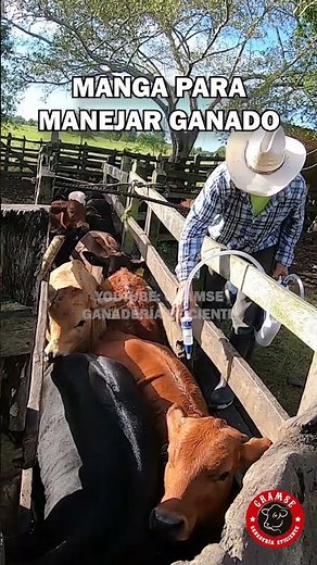 The best design for your cattle pen #cattle #pen #animalscience #agriculture #feedlot