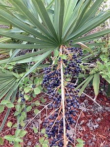 4K views · 145 reactions | Start looking for ripe fruit (drupes) of...