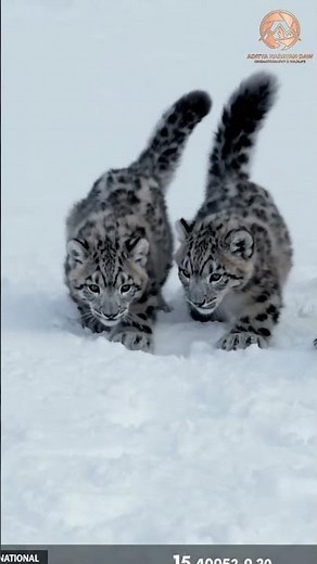 Playful Snow Leopard Cubs Annoy Mom in Cinematic 4K