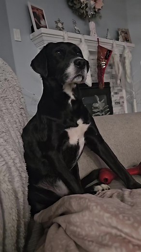 roxy vs harlee 😀 #happy #cute #fypシ #roxyandfriends #lovemydog #dogtok #10kchallenge #fyp #dogs