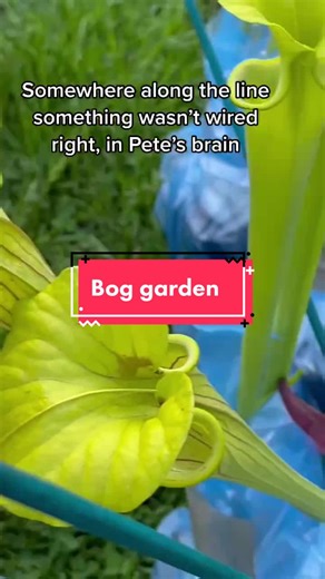 Creating a Beautiful Bog Garden with Pitcher Plants