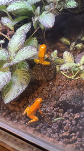 モウドクフキヤガエル 世界で1番強力な生物毒を持つカエルと言われている Golden poison frog