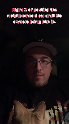 Socialized Stray Cat in Need of a Home