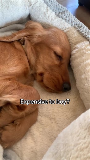 Worth everything🤎 #puppy #rileythegoldencocker #puppylove #cockerspaniel #fypage #fyp