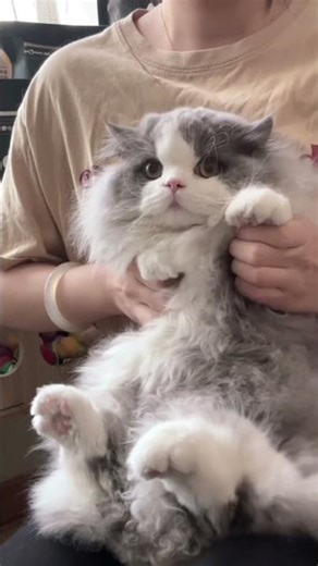 When Your Cat Feels the Beat 😸💃