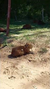 The most relaxed animal in the world: Capybara 🇦🇷 Concordia, Argentina.