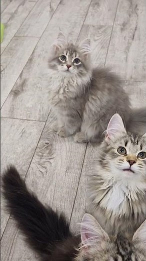 Siberian kittens from cattery Znatniy Zver. 2 litters together ♥️ 💖 💕