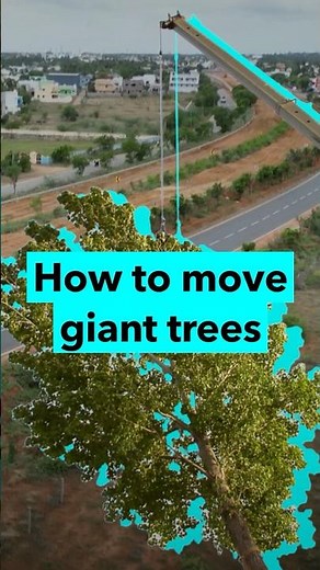 How to relocate full-grown trees