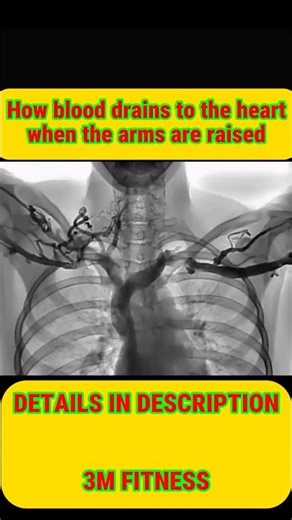 What Actually Happens To Your Blood When You Raise Your Arms 🩻 #shorts #anatomy #medical