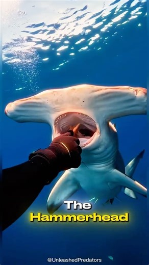 Hammerhead Shark Nature’s Perfect Predator