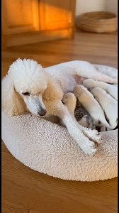 443K views · 7.1K reactions | Milk time together… until mom came to take her baby back.殺藍 #poodlelove #poodle #aboutpoodle | About Poodle | Facebook