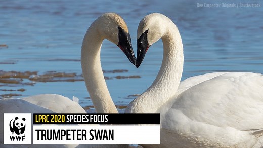 #DidYouKnow the trumpeter swan is the largest swan in the world? In the early 1930s the species was nearly locally extinct in Canada, but swift and substantial conservation efforts have nearly doubled the population objectives for trumpeter swans in North America. Read more about this now, "Not At Risk" species in our #LPRC2020: wwf.ca/lprc2020 #ReverseWildlifeLoss | WWF-Canada
