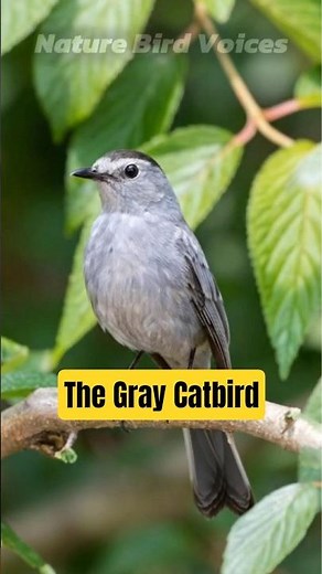 The Gray Catbird | Dumetella carolinensis #birds #birdsong #birdsounds
