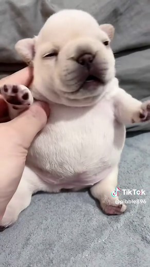 Everything You Need to Know About Pibble Dogs