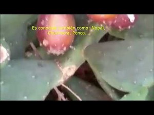 Tuna. Opuntia ficus-indica. Frutos.