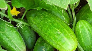 How To Grow Hydroponic Cucumber (2026) Guide