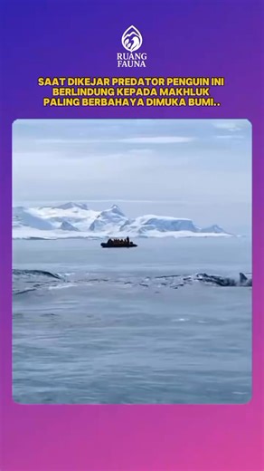 17K views · 146 reactions | when chased by this penguin predator take refuge in creatures the most dangerous on earth.. #AnimalFacts #AnimalWorld #Penguins #NatureInstincts #WildlifeStory #AnimalBehavior #NatureFacts | Ruang Fauna | Facebook