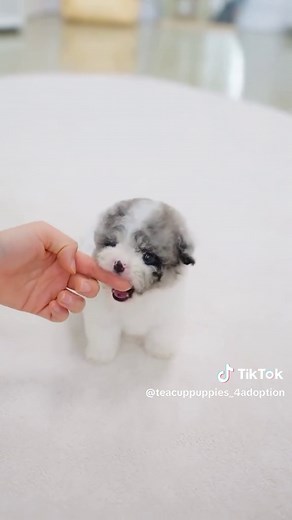 Teacup Puppies For Adoption on TikTok