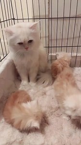 20K views · 339 reactions | Funny Moment. #fox #foxesofinstagram #redfox #wildlife #foxesofig #foxy #vulpesvulpes #foxlove #ilovefoxes #nature #animals #cutefox #foxlovers #petfox #instafox #foxlife #domesticatedfox #love #wildlifephotography #happyfox #cute #animals | My Cooking & Pets | Facebook