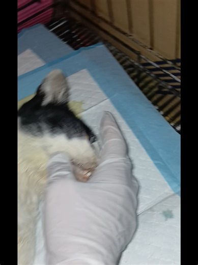 #ทาสแมว #แมว #ทาสแมวก็งี้เเหละ