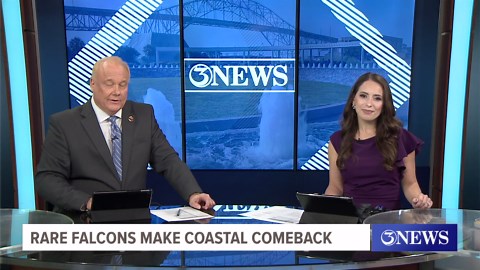 Rare falcons make a coastal comeback