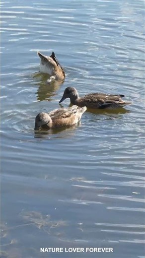 Ducks eating aquatic plants #shorts #birds #duck
