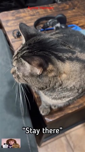 2.1K views · 119 reactions | My jokes mean nothing to Penny. “DOG!” #penny #cats #reels #tiktok #loves | Aymiie Herman | Facebook